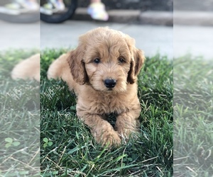 Goldendoodle (Miniature) Puppy for sale in GOSHEN, IN, USA