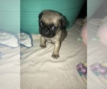 Small Photo #6 Pug Puppy For Sale in FALMOUTH, VA, USA