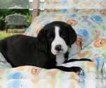 Puppy 2 Bernedoodle-Greater Swiss Mountain Dog Mix