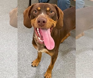 Mutt Dogs for adoption in Low Moor, VA, USA