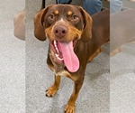 Coco - Male Mutt Dog for Adoption - Small photo