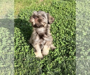 Schnauzer (Miniature) Puppy for Sale in WALNUT COVE, North Carolina USA