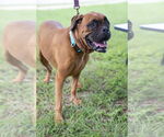 Small #11 Boxer