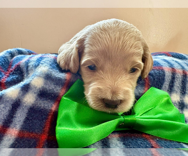 Medium Photo #1 Goldendoodle (Miniature) Puppy For Sale in ROY, UT, USA