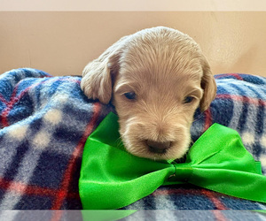Goldendoodle (Miniature) Puppy for sale in ROY, UT, USA