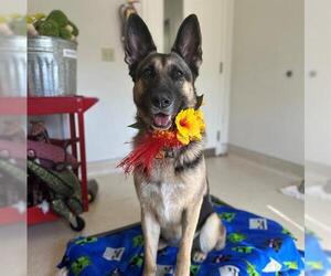 German Shepherd Dog Dogs for adoption in McKinleyville, CA, USA