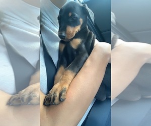 Doberman Pinscher Puppy for sale in ROSWELL, GA, USA