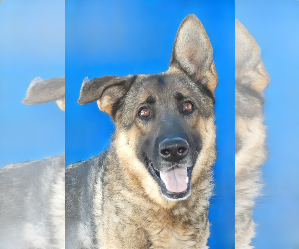 Medium Photo #1 German Shepherd Dog Puppy For Sale in Pasadena, CA, USA
