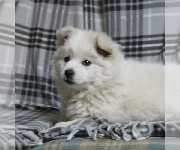 Medium Photo #2 Siberian Husky-Standard Spitz Mix Puppy For Sale in WILLIAMSPORT, MD, USA