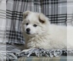 Small Photo #2 Siberian Husky-Standard Spitz Mix Puppy For Sale in WILLIAMSPORT, MD, USA