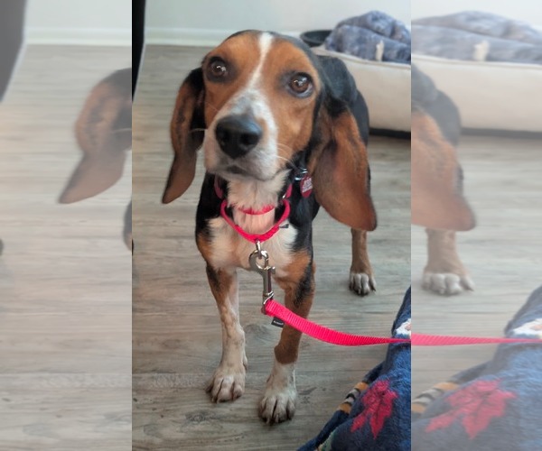 Medium Photo #7 Beagle Puppy For Sale in Dunnellon, FL, USA