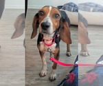 Small #6 Beagle
