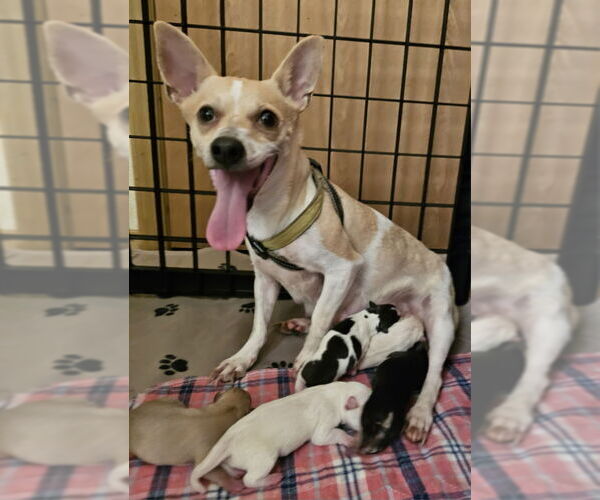 Medium Photo #2 Chihuahua-Unknown Mix Puppy For Sale in Olalla, WA, USA