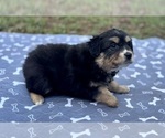 Small #3 Australian Shepherd