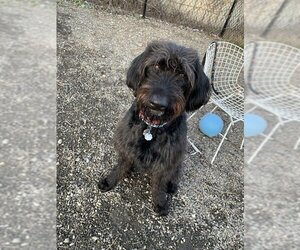 Labradoodle Dogs for adoption in Elmsford, NY, USA