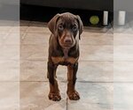Small Photo #2 Doberman Pinscher Puppy For Sale in Buffalo, MN, USA