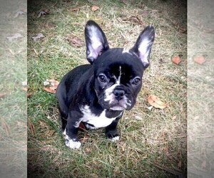 French Bulldog Puppy for sale in WEST CHESTER, OH, USA