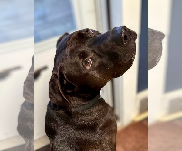 Medium Photo #6 Labrador Retriever-Unknown Mix Puppy For Sale in Lockport, NY, USA