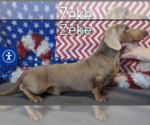 Small Photo #1 Dachshund Puppy For Sale in BON AQUA, TN, USA