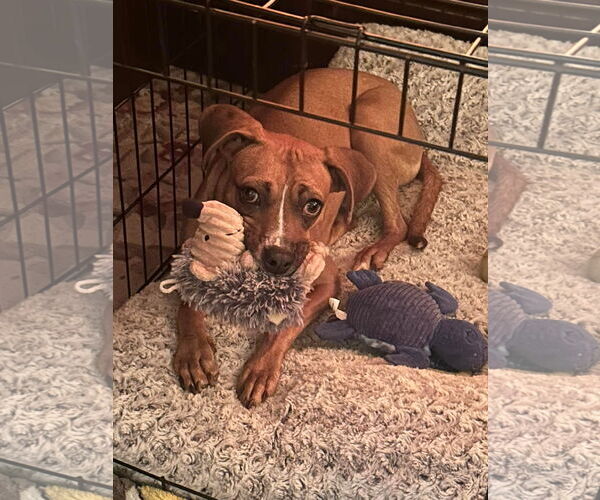 Medium Photo #5 Boxer-Unknown Mix Puppy For Sale in Dumont, NJ, USA