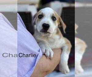 Charlie (Seven Wonders 2026) - Male Mutt Dog for Adoption - Photo #2