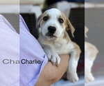 Small Photo #2 Mutt Puppy For Sale in Wenonah, NJ, USA