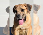 Small #5 Mastiff
