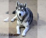 Small Siberian Husky