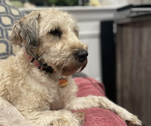 Medium Photo #4 Soft Coated Wheaten Terrier Puppy For Sale in LANCASTER, PA, USA