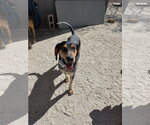 Small #11 Coonhound
