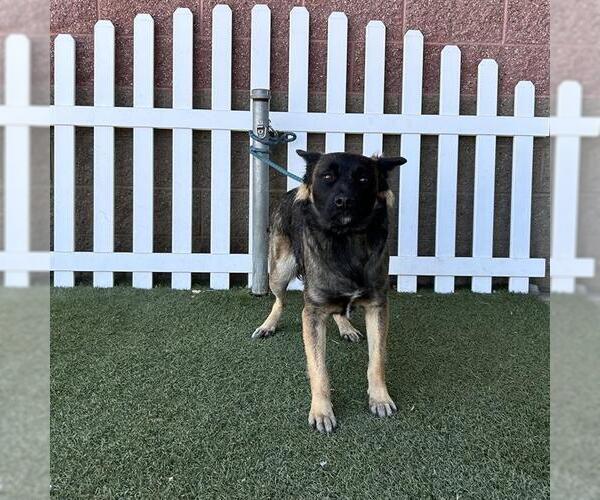 Medium Photo #1 German Shepherd Dog-Unknown Mix Puppy For Sale in Modesto, CA, USA