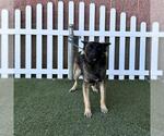 Small German Shepherd Dog Mix