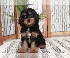 Cavapoo Puppy for sale in NAPLES, FL, USA