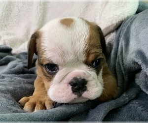 English Bulldog Puppy for sale in JOHNS ISLAND, SC, USA