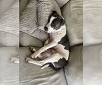 Small #13 Mutt