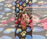 Small Photo #6 Yorkshire Terrier Puppy For Sale in AKRON, OH, USA