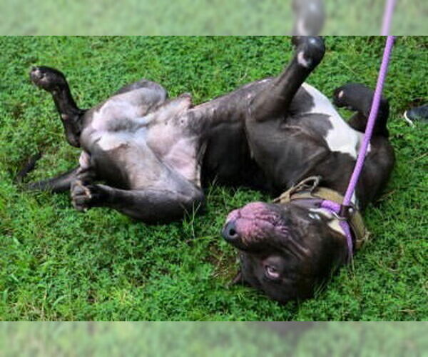Medium Photo #3 Mastiff-Unknown Mix Puppy For Sale in Glen Allen, VA, USA