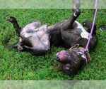 Small #2 Mastiff Mix