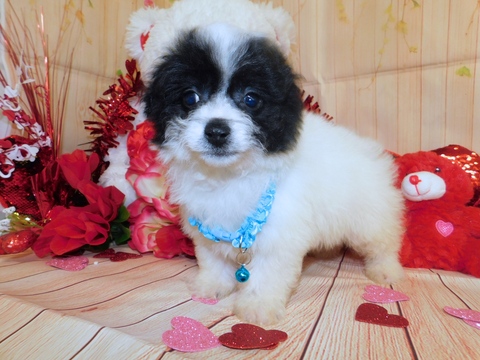 Medium Photo #1 Zuchon Puppy For Sale in HAMMOND, IN, USA