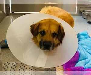 Shepradors Dogs for adoption in Orange, CA, USA