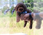 Small Photo #44 Goldendoodle Puppy For Sale in TIMBERLAKE, NC, USA