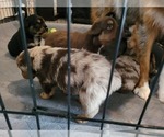 Small Photo #6 Australian Shepherd Puppy For Sale in RAYMORE, MO, USA