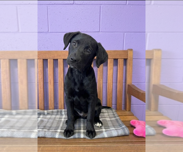 Medium Photo #2 Mutt Puppy For Sale in Genesee, WI, USA