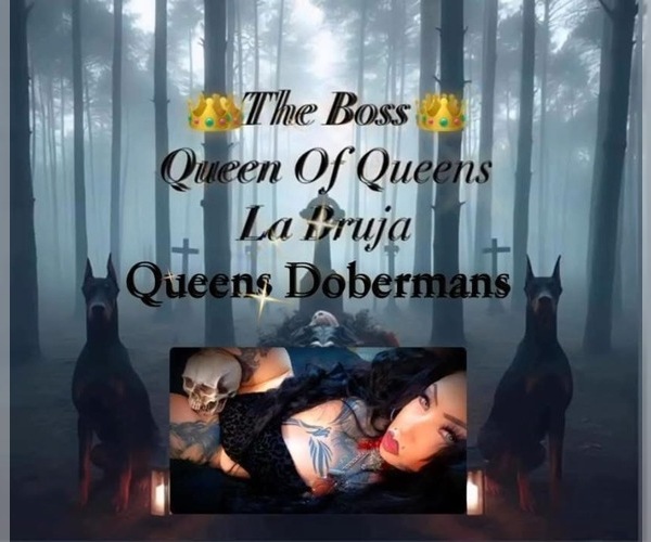 Medium Photo #2 Doberman Pinscher Puppy For Sale in YUCCA VALLEY, CA, USA