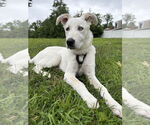 Small #13 Huskies -Labrador Retriever Mix