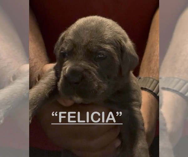 Medium Photo #3 Cane Corso Puppy For Sale in MOUNT MORRIS, MI, USA