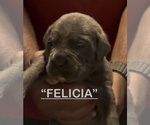 Litter of 8 - Male(s) and Female(s) Cane CorsoLitter of Puppies for Sale - Photo #3