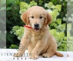 Small #2 Golden Retriever