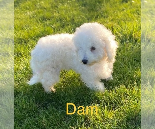 Medium Photo #1 Zuchon Puppy For Sale in BLOOMFIELD, IN, USA