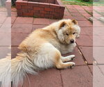 Small #5 Chow Chow